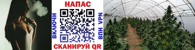 Купить  Белокуриха  Шишки марихуана ГИДРОПОН 